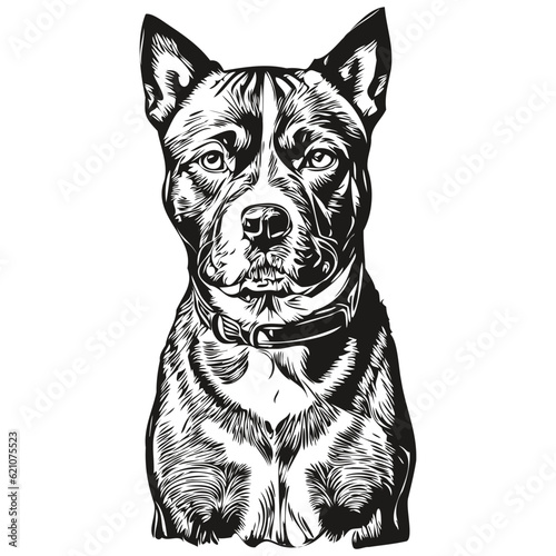 American Staffordshire Terrier dog breed line drawing  clip art animal hand drawing vector black and white realistic breed pet