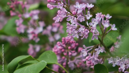 Wallpaper Mural Lilac bush in spring. Delicate purple-purple flowers close-up swaying in the wind. A flowering bush in a garden or park. The concept of awakening, the beauty of spring. Natural atmospheric background Torontodigital.ca