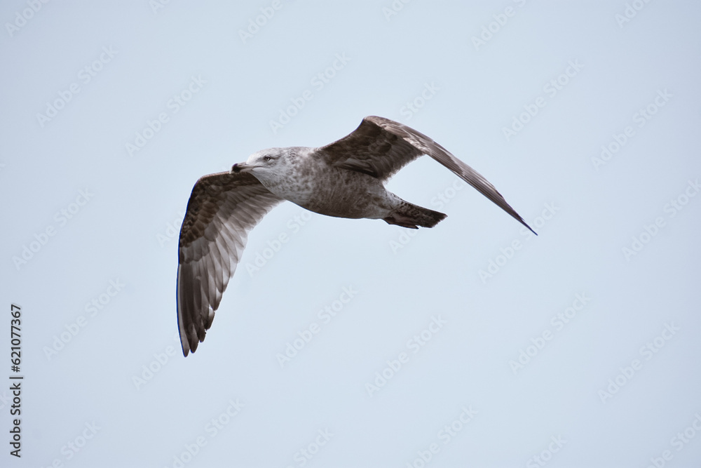 Fototapeta premium seagull in flight