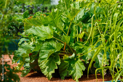 Canvastavla Rhubarb ( lat