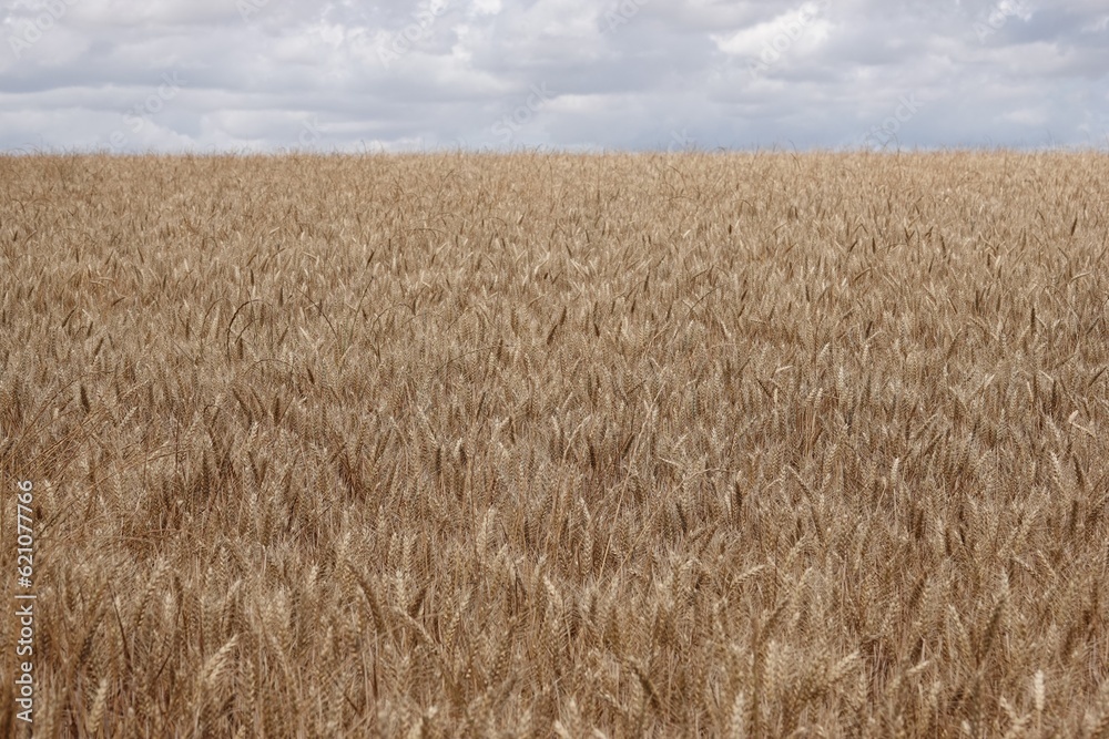 Fototapeta premium Un champ de blé en Beauce près de Chartres prêt à être moissonné