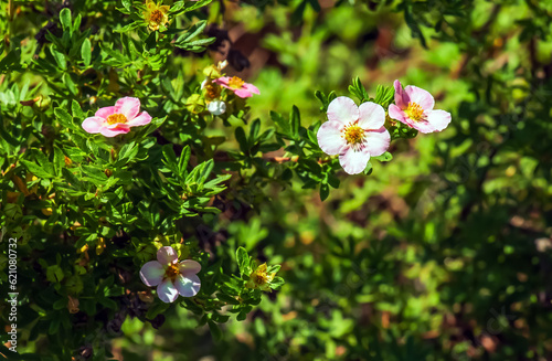 Blooming cultivar shrubby cinquefoil Dasiphora fruticosa or Princess in garden
