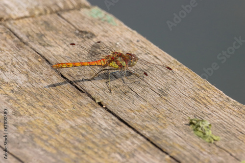 A beautiful closeup of an isolated Dragonfly