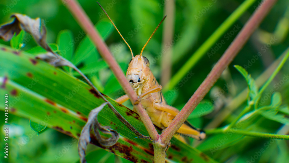 grasshopper on the grass