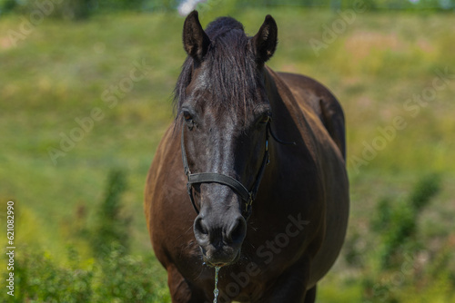Portrait of a horse  Dark bay coloured mare  horse seen looking at the camera after having a drink of water whilst wearing a black leather head collar and dribbling water from her mouth.