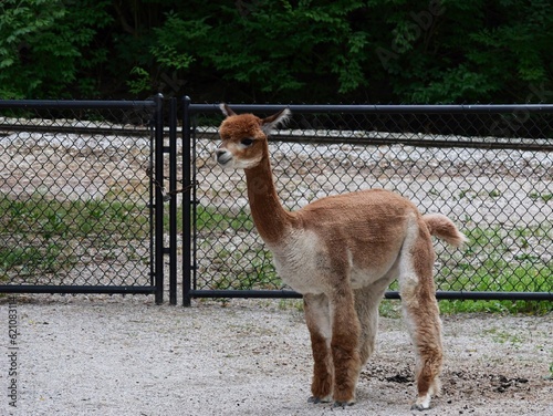 Blank Park Zoo in Des Moines, IA photo