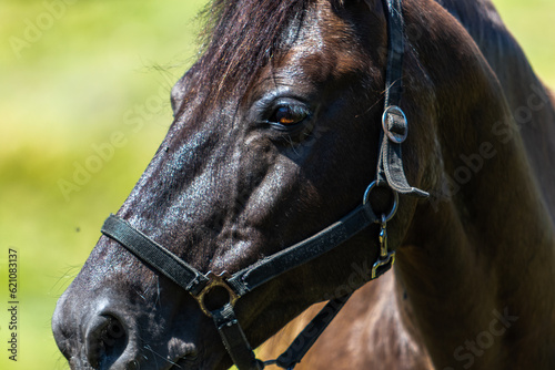 close up portrait of a horse, Dark bay coloured mare, horse seen looking to the left of the photo whilst wearing a black leather head collar.