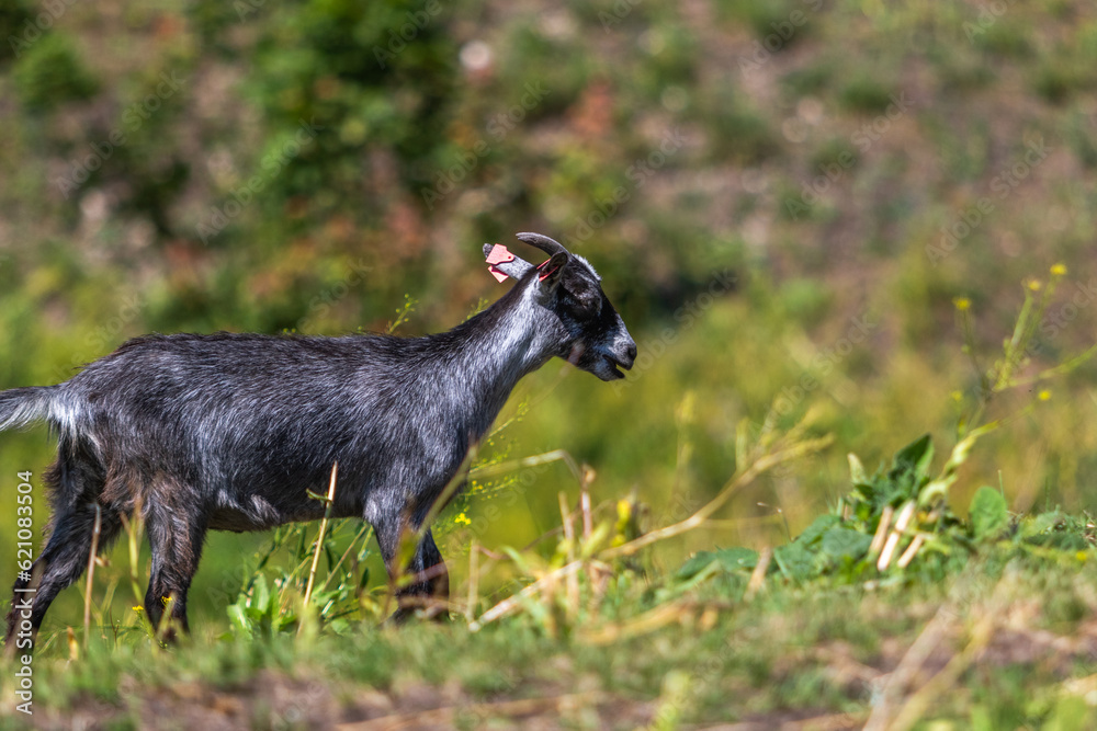 Young goat kid walking over a small hill, image shows roughly a year old lone goat walking up a small gradient to meet up with the rest of the herd Young goat kid walking over a small hill, image shows roughly a year old lone goat walking up a small gradient to meet up with the rest of the herd