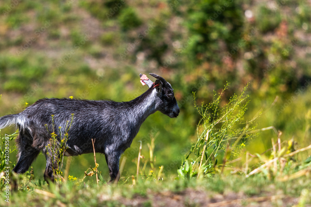Young goat kid walking over a small hill, image shows roughly a year old lone goat walking up a small gradient to meet up with the rest of the herd  