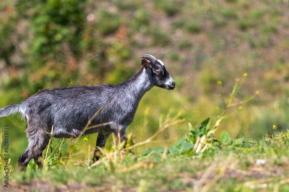Young goat kid walking over a small hill, image shows roughly a year old lone goat walking up a small gradient to meet up with the rest of the herd Young goat kid walking over a small hill, image shows roughly a year old lone goat walking up a small gradient to meet up with the rest of the herd