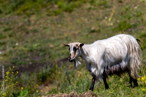 Goat on a hill, image shows a beautiful white goat with unique black and light brown facial markings walking down the hill in search of something to graze.