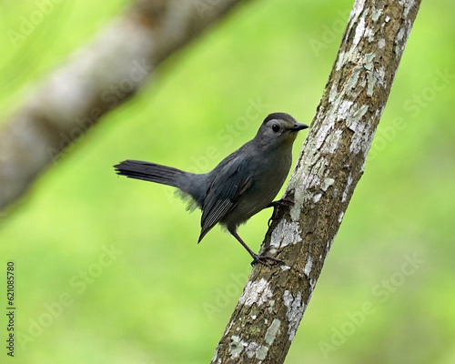 Gray Catbird perched against Green