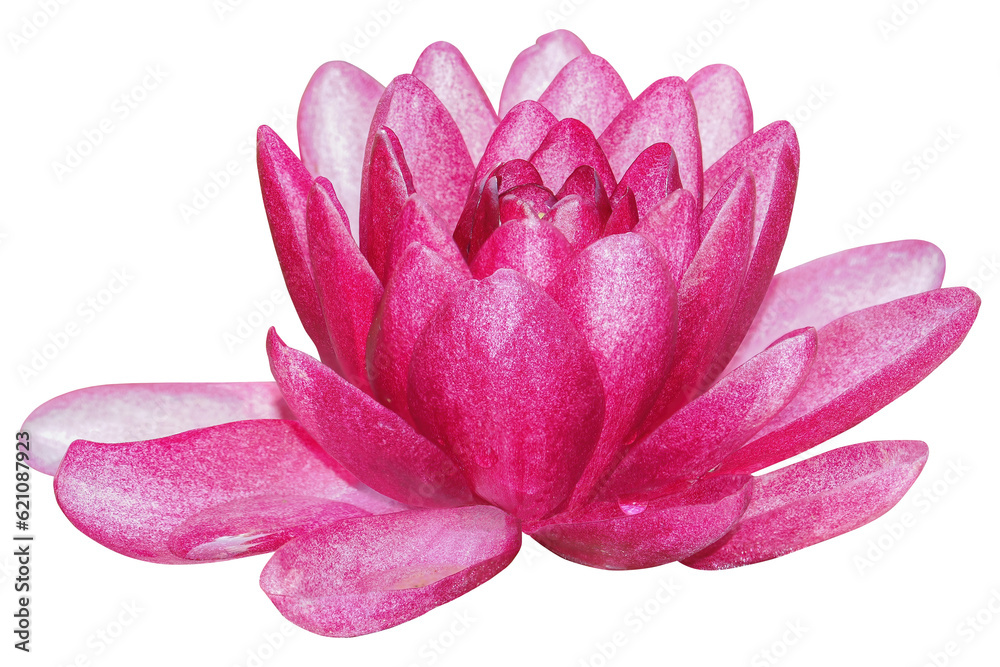 Water lily or Lotus flower, PNG, isolated on transparent background	