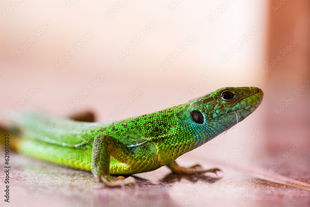 Fototapeta premium Close up of European Green Lizard (Lacerta viridis) sneaked inside house standing on tile floor. Colorful and vibrant macro image of this beautiful reptile.