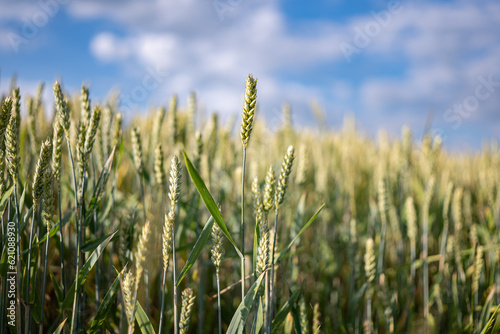 Zbliżenie na plony krajobrazu wiejskiego w porze letniej, pola kwitnące a wraz z nimi plony i drzewa w oddali na tle błękitnego nieba z niemalże bezchmurną pogodą