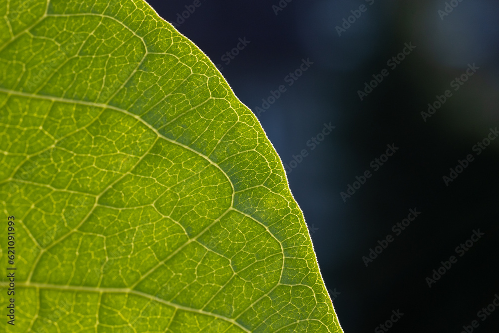 Grünes Blatt im Gegenlicht, Makro-Aufnahme Grünes Blatt im Gegenlicht, Makro-Aufnahme