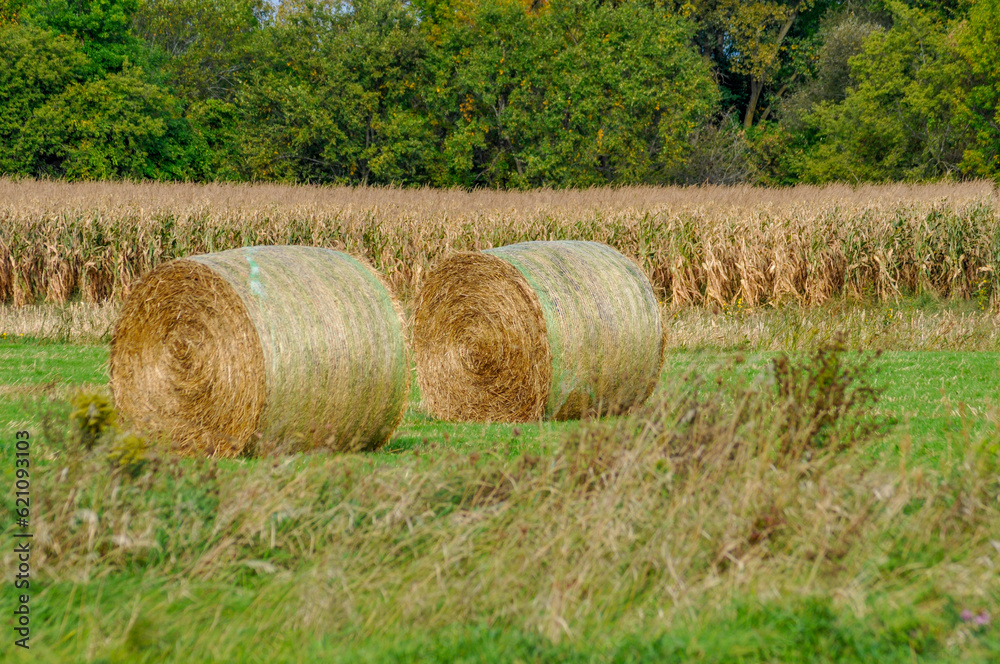 Round Hay Bales In The Farm Field In Fall