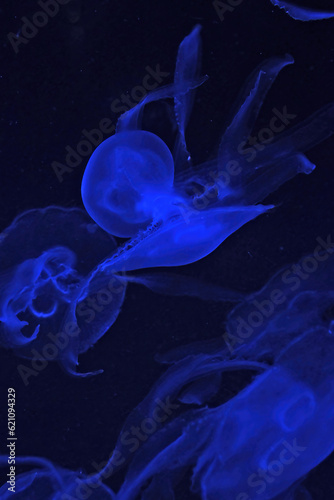 live sea jellyfish in a museum aquarium