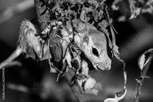 Black and white photograph  round tailed ground squirrel  Xerospermophilus tereticaudus  climbing an acacia tree and foraging seed pods in the Sonoran Desert. Pima County  Tucson  Arizona  USA. 