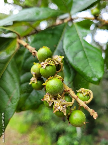 green fruit on a branch