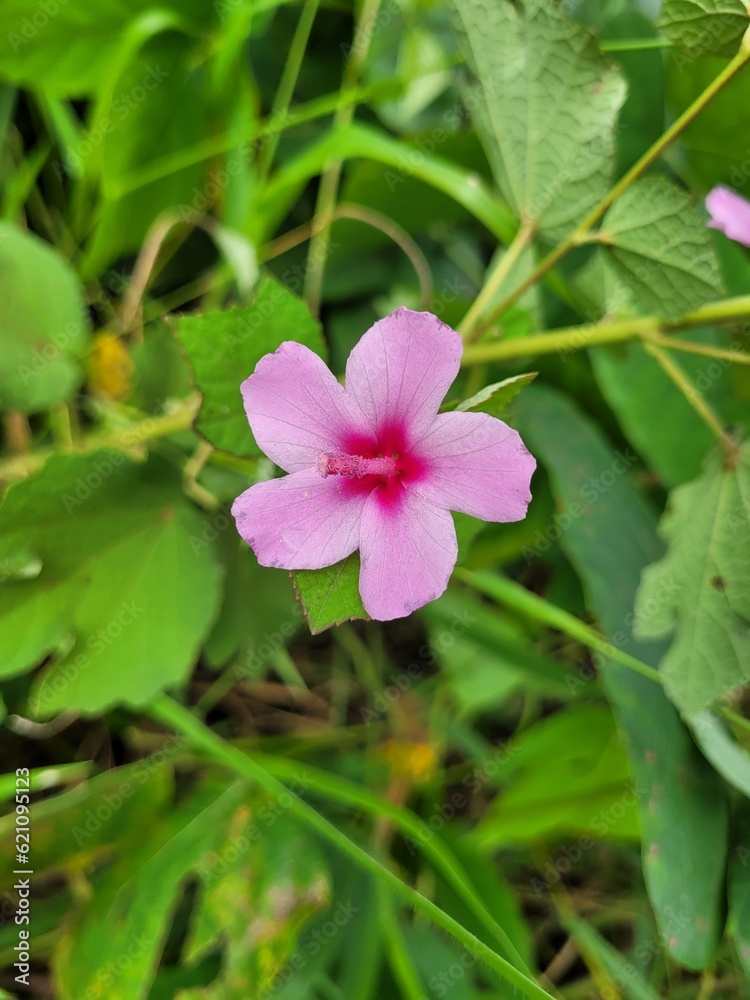 pink flower pink flower