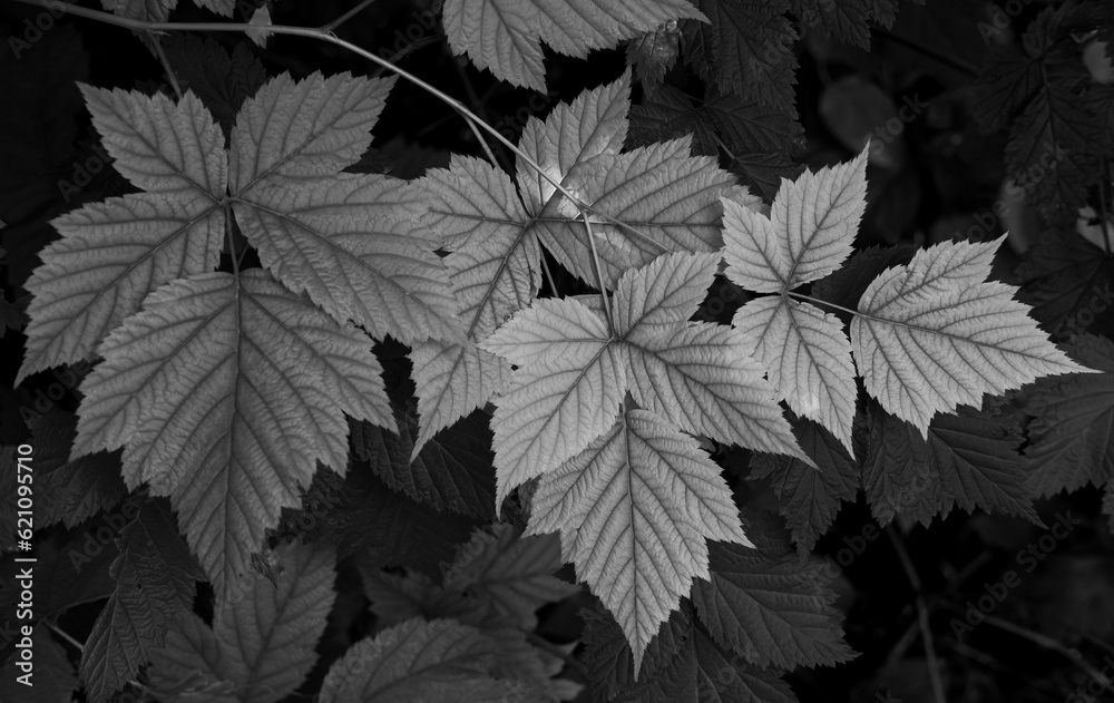 Salmonberry Plant in woodland. Leaves of a plant on dark background