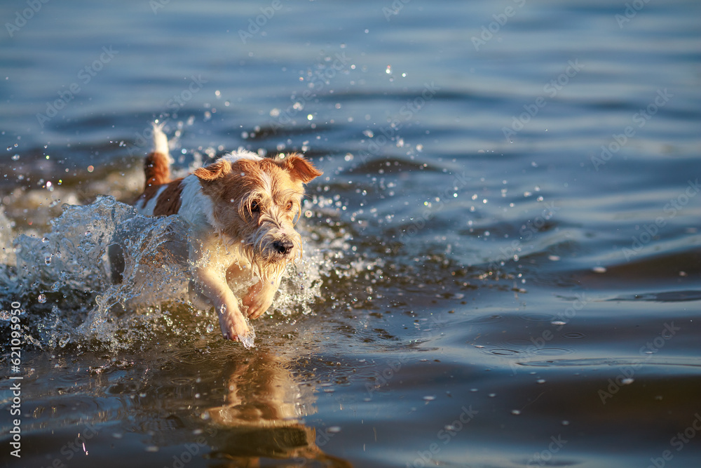 The dog runs on the water. Wirehaired wet Jack Russell Terrier on the seashore. Sunset