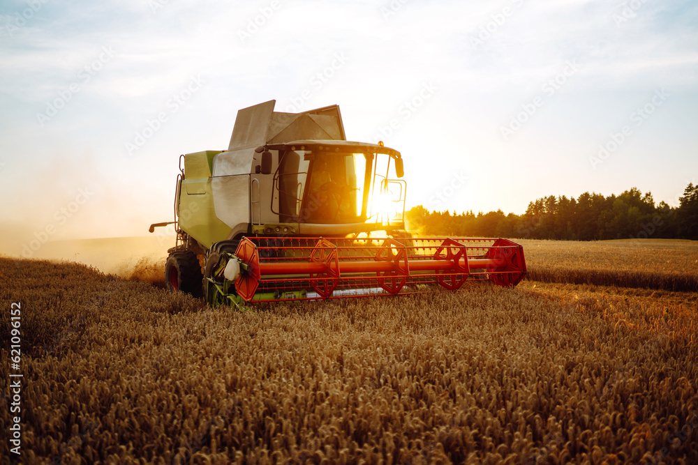 Fototapeta premium The combine harvester harvests ripe wheat. Ripe ears of the golden field against the blue sky. The concept of a rich harvest. 