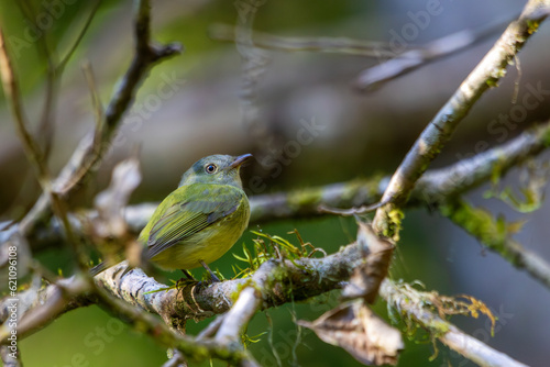 Wied's Tyrant-Manakin