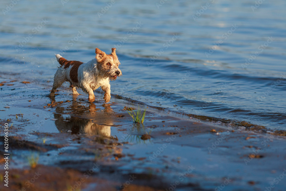 Dog breed Jack Russell Terrier runs along the seashore at sunset. Place for an inscription Dog breed Jack Russell Terrier runs along the seashore at sunset. Place for an inscription
