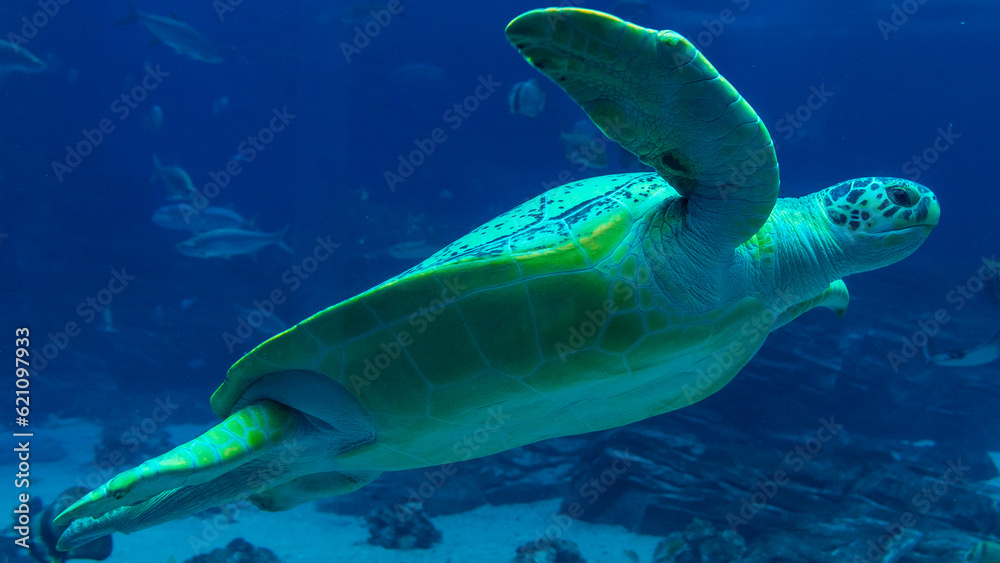 Obraz premium turtle swimming