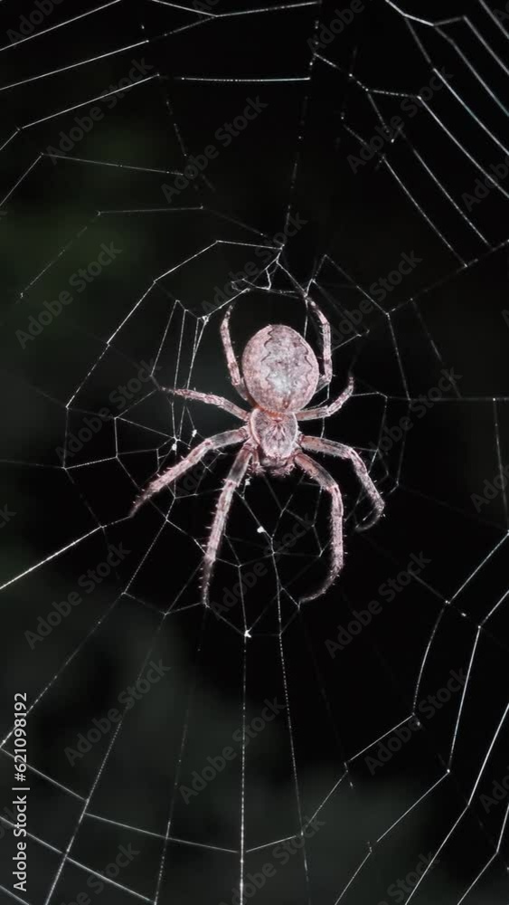 Spider sitting on web at night. Vertical video Spider sitting on web at night. Vertical video