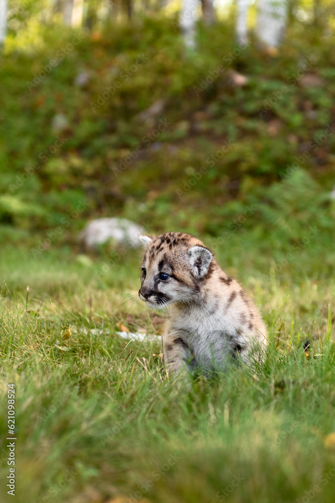 Obraz premium Cougar Kitten (Puma concolor) Sits in Grass Near Woods Autumn