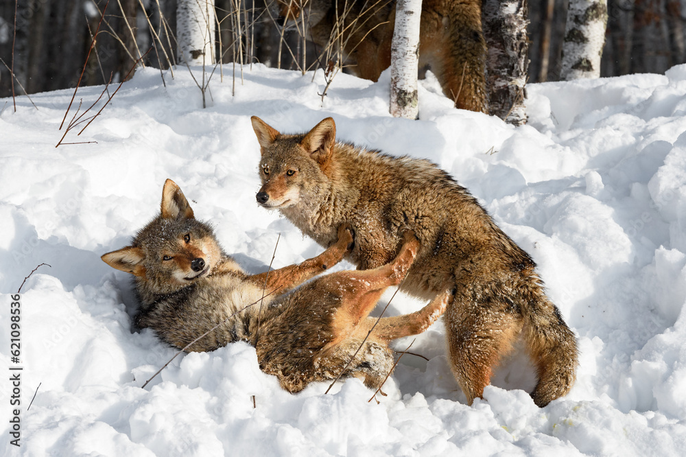 Naklejka premium Coyote (Canis latrans) Pushes Away Packmate With All Four Paws Winter