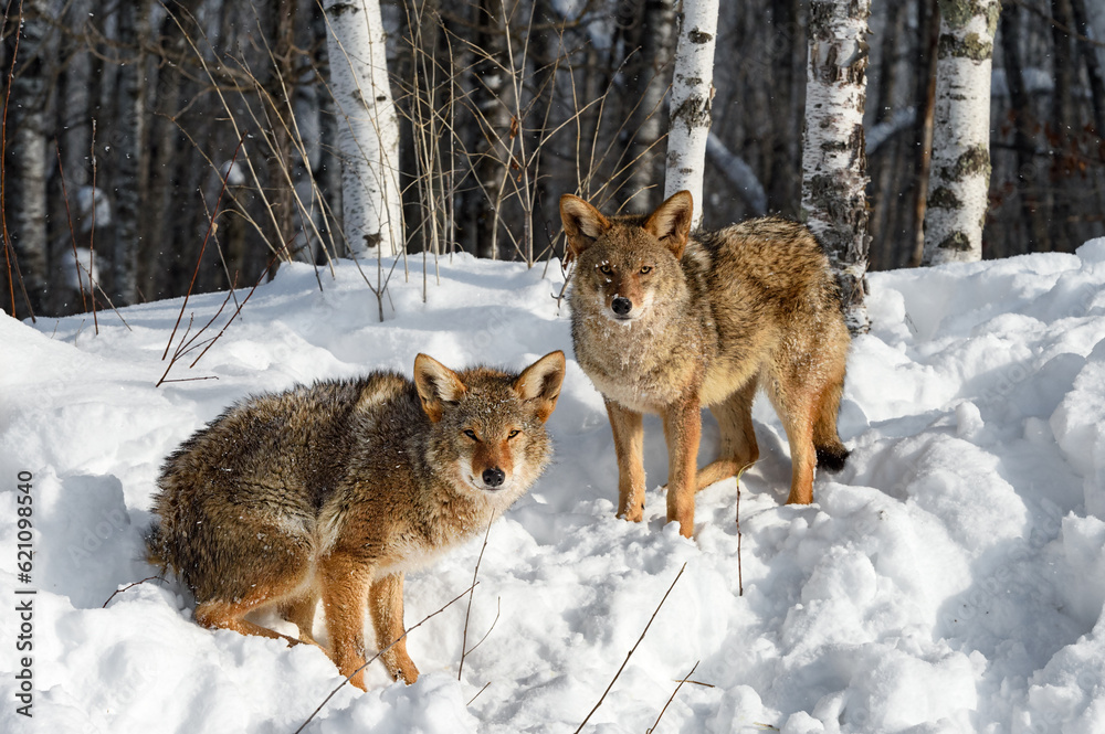 Coyotes (Canis latrans) Sit and Stand Looking Out From Forest Edge Winter