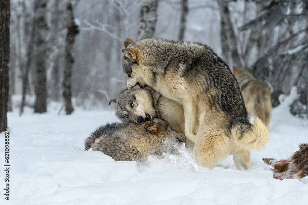 Obraz premium Grey Wolves (Canis lupus) Pile On Top of Each Other Winter