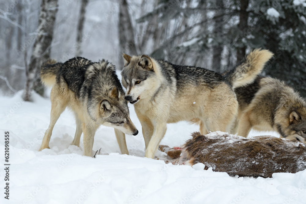 Grey Wolf (Canis lupus) Raises Lip to Snarl at Packmate Winter Grey Wolf (Canis lupus) Raises Lip to Snarl at Packmate Winter