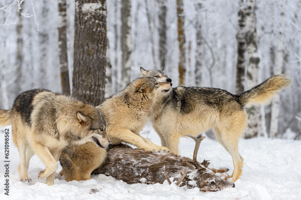 Grey Wolves (Canis lupus) Interact at White- Tail Deer Carcass Winter