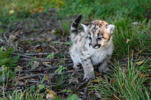Cougar Kitten (Puma concolor) Squats to Urinate in Grass Autumn © hkuchera