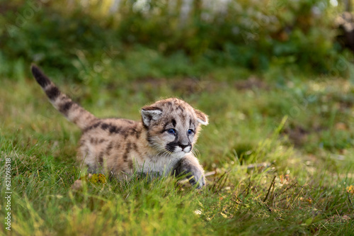 Cougar Kitten (Puma concolor) Walks Right Tail High Autumn © hkuchera