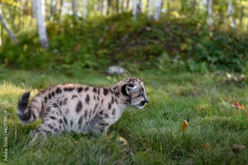 Cougar Kitten (Puma concolor) Moves Right Tail Curled Autumn © hkuchera