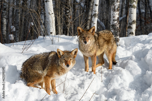 Coyotes  Canis latrans  Sit and Stand Looking Out From Forest Edge Winter