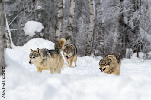 Grey Wolves (Canis lupus) Run Together Through Snow Winter © hkuchera