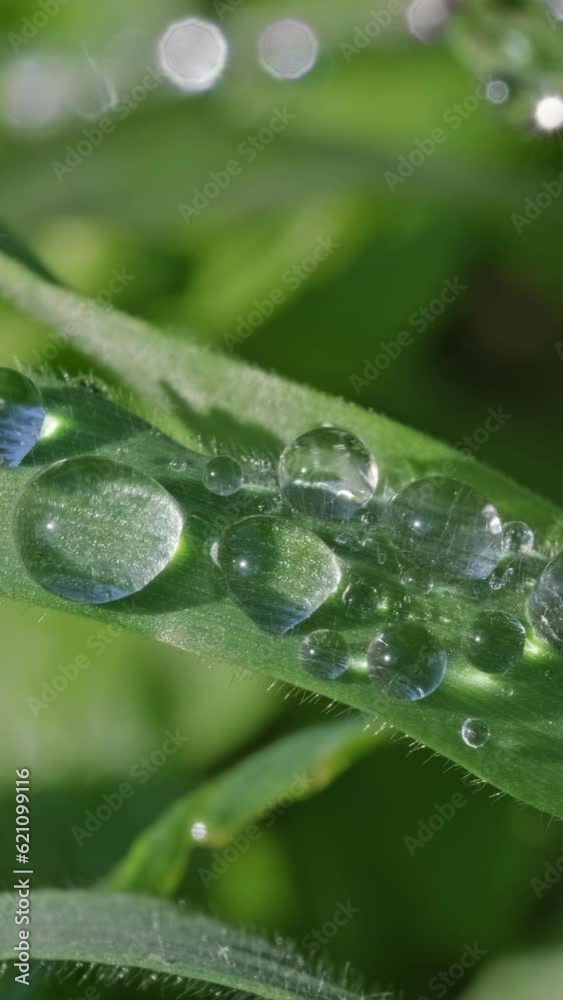 Water drops on a green grass leaves after rain, macro. Vertical video Water drops on a green grass leaves after rain, macro. Vertical video