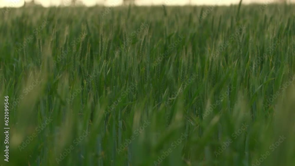 Australian rural scenes Wheatbelt. 4K farming scenes wheat Australian rural scenes Wheatbelt. 4K farming scenes wheat