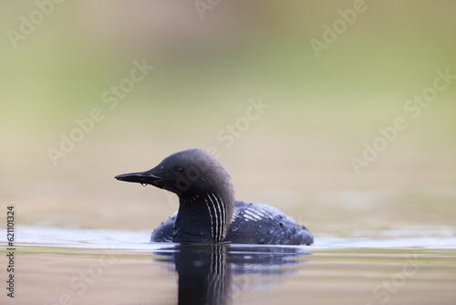 The Pacific loon or Pacific diver (Gavia pacifica), is a medium-sized member of the loon, or diver, family.