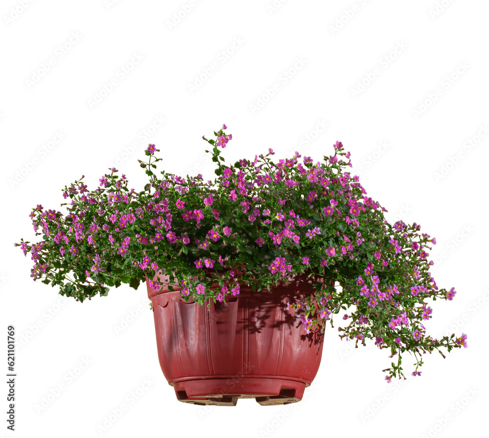 hanging flower pots with lush pink flowers, isolated on a white background