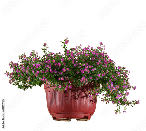 hanging flower pots with lush pink flowers  isolated on a white background