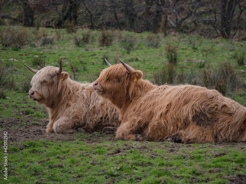 Scottish Highland Cows in a Field