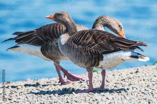 A goose, geese is a bird of waterfowl species. This group comprises the grey, white and the black. Related members are swans, most of which are larger than true geese, and ducks, which are smaller 